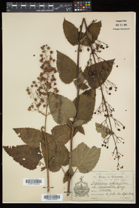 Scrophularia marilandica image