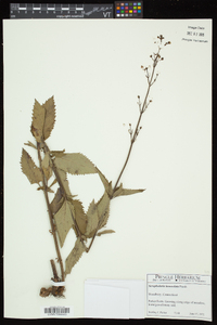 Scrophularia lanceolata image