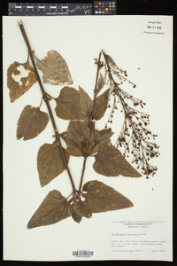 Scrophularia lanceolata image