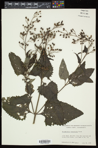 Scrophularia lanceolata image