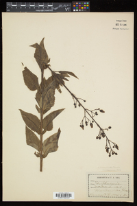 Scrophularia lanceolata image