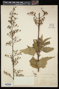 Scrophularia lanceolata image