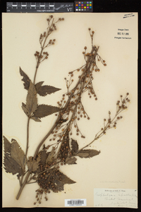 Scrophularia lanceolata image