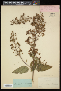 Scrophularia marilandica image