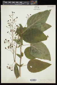 Scrophularia marilandica image