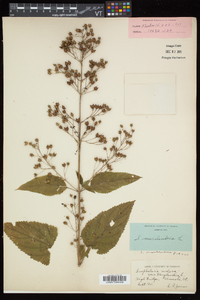 Scrophularia marilandica image