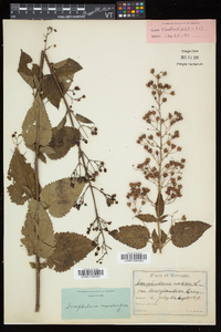 Scrophularia marilandica image