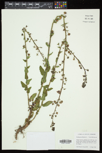 Verbascum blattaria image