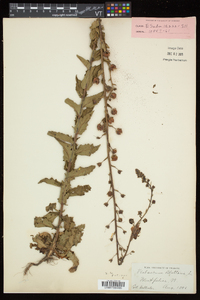 Verbascum blattaria image