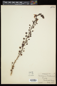 Verbascum blattaria image