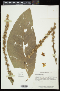 Verbascum phlomoides image