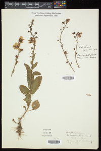 Verbascum blattaria image