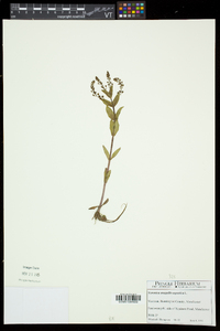 Veronica anagallis-aquatica image