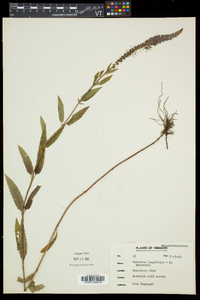 Veronica longifolia image