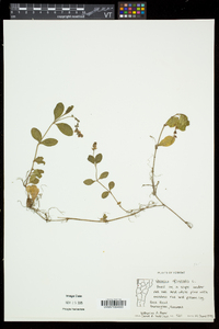 Veronica officinalis image