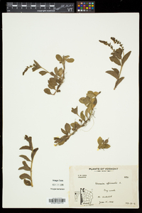 Veronica officinalis image