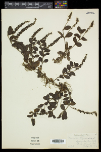 Veronica officinalis image