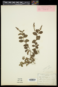 Veronica officinalis image