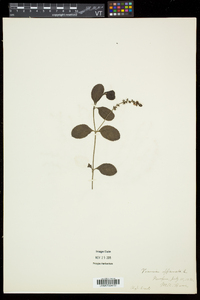 Veronica officinalis image