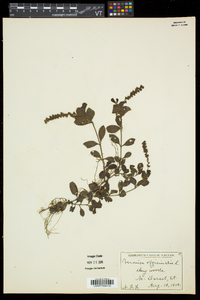 Veronica officinalis image