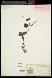 Veronica officinalis image