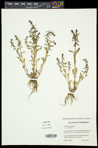 Veronica peregrina subsp. peregrina image