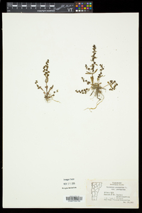 Veronica peregrina subsp. peregrina image