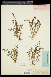 Veronica peregrina subsp. xalapensis image