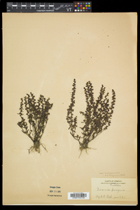 Veronica peregrina subsp. xalapensis image