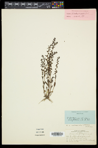 Veronica peregrina subsp. xalapensis image