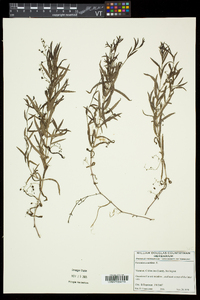 Veronica scutellata image