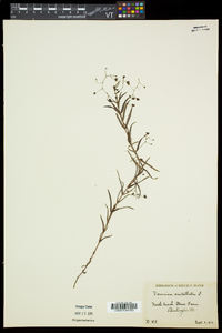 Veronica scutellata image