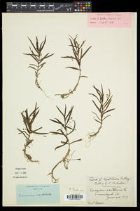 Veronica scutellata image