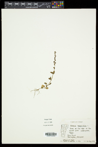 Veronica serpyllifolia subsp. serpyllifolia image