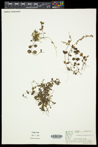 Veronica serpyllifolia subsp. serpyllifolia image
