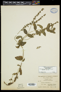 Veronica austriaca subsp. teucrium image