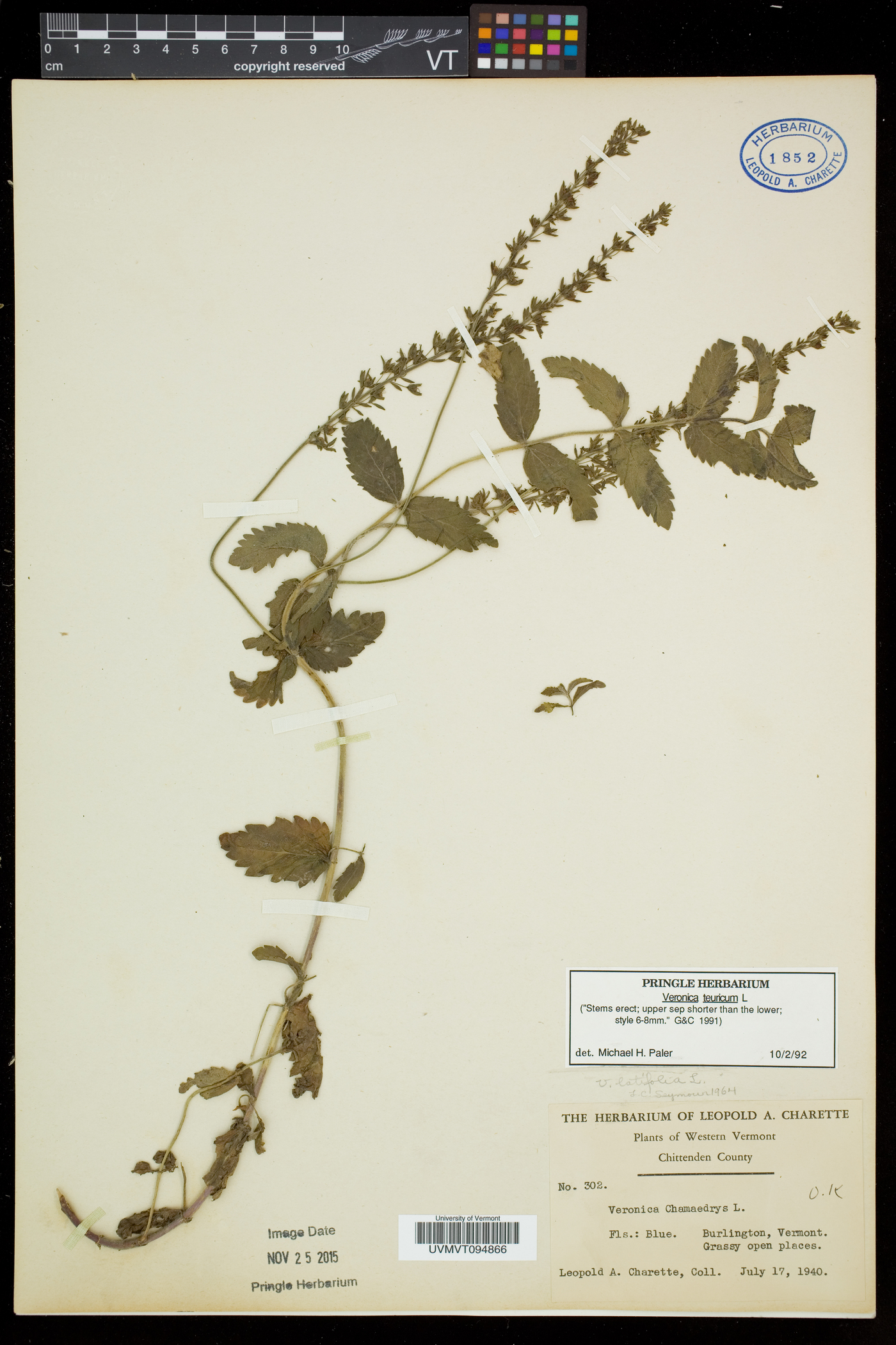 Veronica austriaca image