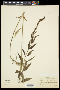 Veronica longifolia image