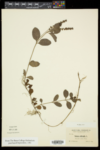 Veronica officinalis image