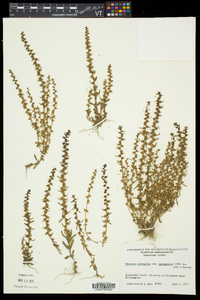 Veronica peregrina subsp. xalapensis image