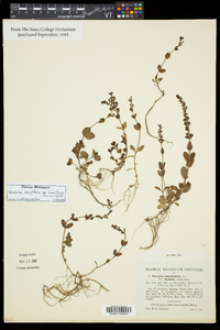 Veronica serpyllifolia subsp. humifusa image