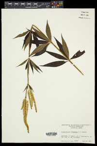 Veronicastrum virginicum image