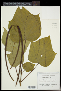 Catalpa ovata image