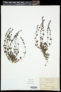Veronica serpyllifolia subsp. serpyllifolia image