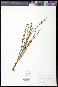 Epifagus virginiana image