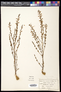 Epifagus virginiana image