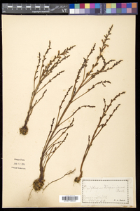 Epifagus virginiana image