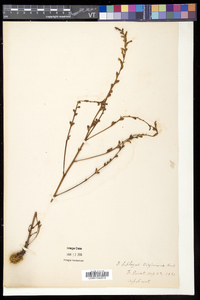 Epifagus virginiana image