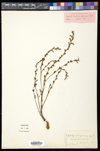 Epifagus virginiana image