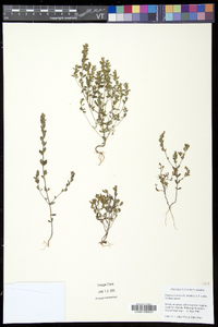 Euphrasia stricta image